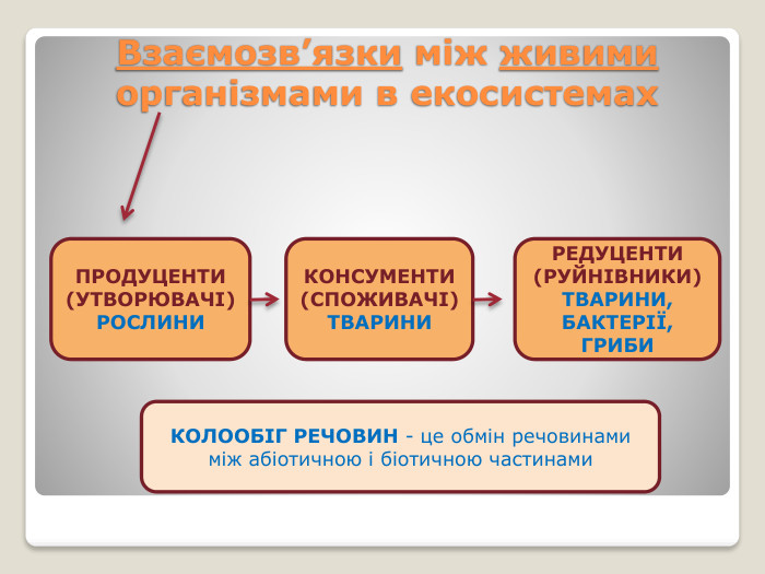 Взаємозв’язки між живими організмами в екосистемах. ПРОДУЦЕНТИ(УТВОРЮВАЧІ)РОСЛИНИКОНСУМЕНТИ(СПОЖИВАЧІ)ТВАРИНИРЕДУЦЕНТИ(РУЙНІВНИКИ)ТВАРИНИ,БАКТЕРІЇ, ГРИБИКОЛООБІГ РЕЧОВИН - це обмін речовинами між абіотичною і біотичною частинами 
