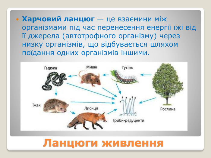 Ланцюги живлення. Харчовий ланцюг — це взаємини між організмами під час перенесення енергії їжі від її джерела (автотрофного організму) через низку організмів, що відбувається шляхом поїдання одних організмів іншими.