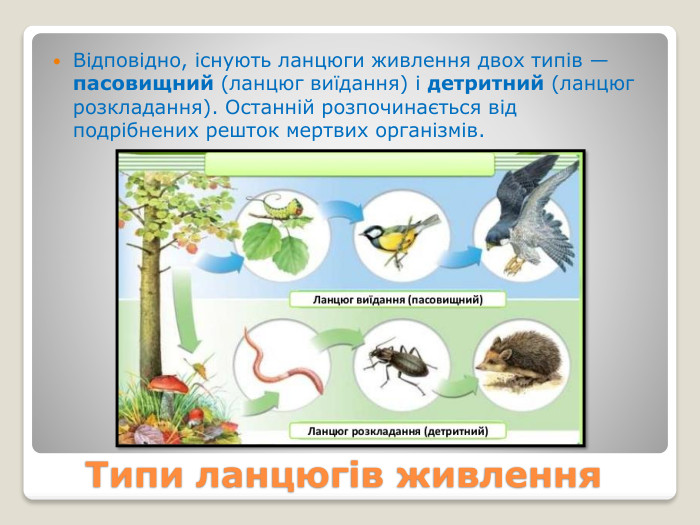 Типи ланцюгів живлення. Відповідно, існують ланцюги живлення двох типів — пасовищний (ланцюг виїдання) і детритний (ланцюг розкладання). Останній розпочинається від подрібнених решток мертвих організмів.