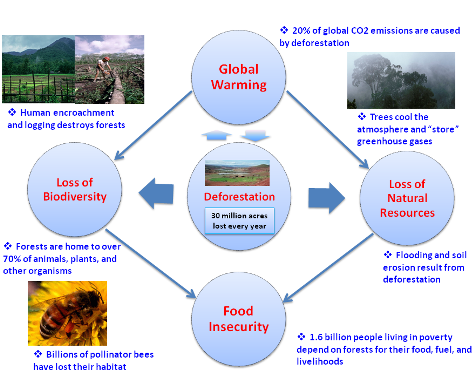 Deforestation, Climate Change, and Food Insecurity(New)