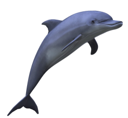 http://www.qygjxz.com/data/out/69/6007407-dolphin-pictures.png