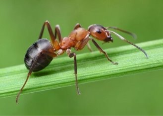 Як живуть мурахи?