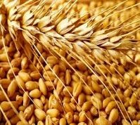 Україна майже вдвічі збільшила поставки зерна на зовнішні ринки — АГРОПОЛІТ