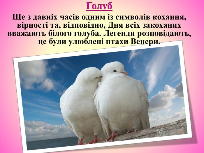 Голуб. Ще з давніх часів одним із символів кохання, вірності та, відповідно, Дня всіх закоханих вважають білого голуба. Легенди розповідають, це були улюблені птахи Венери.