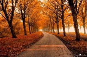 A-Walk-in-Autumn-autumn-19018573-800-600.jpg