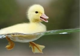 baby-duck.jpg