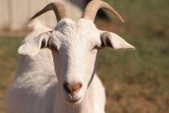 Goat_face.jpg