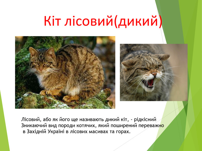 Кіт лісовий(дикий)Лісовий, або як його ще називають дикий кіт, - рідкісний. Зникаючий вид породи котячих, який поширений переважно в Західній Україні в лісових масивах та горах.