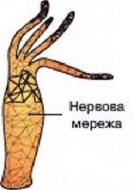 Картинки по запросу 4 основних типи нервових систем тварин