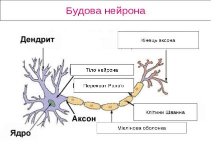 Картинки по запросу будова нейрону