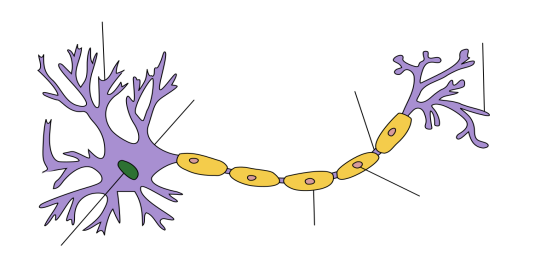 Картинки по запросу нервова клітина