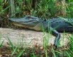 A young alligator sunning itself in the Okefenokee Swamp, Georgia, USA