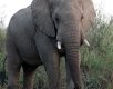 Young, African bull elephant, Kruger National Park, South Africa