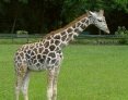 A young Rothschild Giraffe
