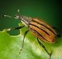 Adult citrus root weevil (Diaprepes abbreviatus)