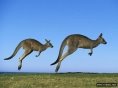 http://relaxic.net/wp-content/uploads/2012/10/Kangaroo_00030.jpg