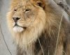 Lion - Louisville Zoo