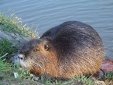 http://otdyhvukraine.com.ua/ohota/nutria.jpg