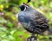 Male California Quail (Callipepla californica)