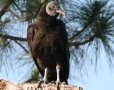 Black Vulture