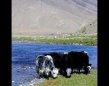 Yaks in Mongolia