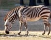 Mountain zebra - Disney's Animal Kingdom Lodge, Orlando, Florida, USA