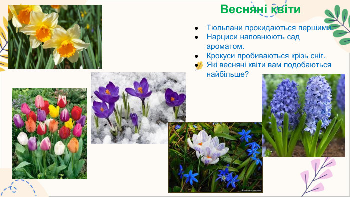 Весняні квіти. Тюльпани прокидаються першими. Нарциси наповнюють сад ароматом. Крокуси пробиваються крізь сніг. Які весняні квіти вам подобаються найбільше?