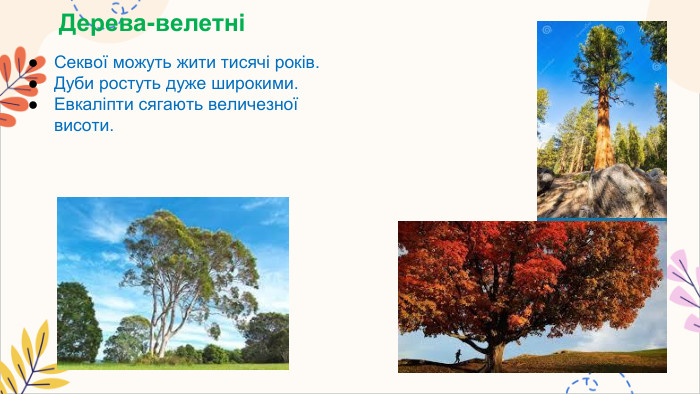 Дерева-велетніСеквої можуть жити тисячі років. Дуби ростуть дуже широкими. Евкаліпти сягають величезної висоти.