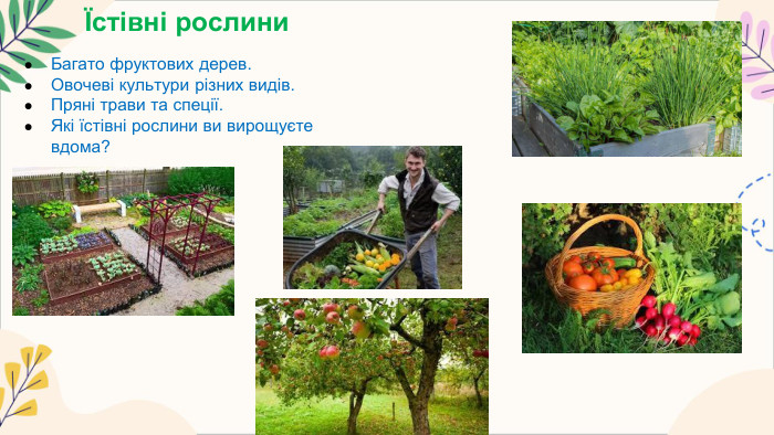 Їстівні рослини. Багато фруктових дерев. Овочеві культури різних видів. Пряні трави та спеції. Які їстівні рослини ви вирощуєте вдома?