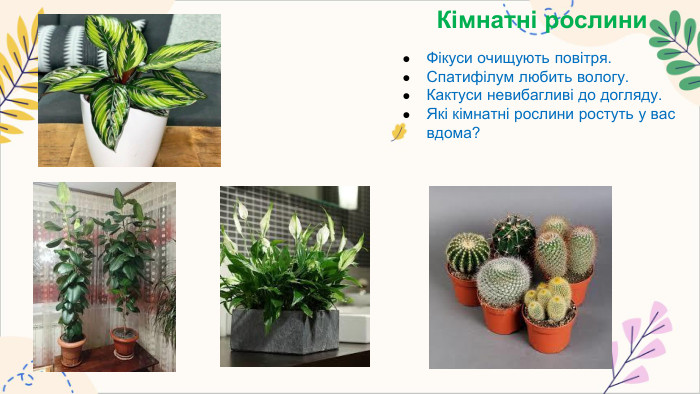 Кімнатні рослини. Фікуси очищують повітря. Спатифілум любить вологу. Кактуси невибагливі до догляду. Які кімнатні рослини ростуть у вас вдома?