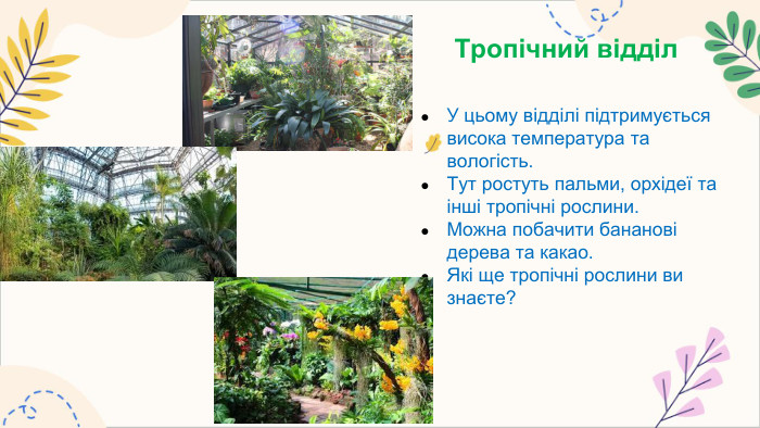 Тропічний відділ. У цьому відділі підтримується висока температура та вологість. Тут ростуть пальми, орхідеї та інші тропічні рослини. Можна побачити бананові дерева та какао. Які ще тропічні рослини ви знаєте?