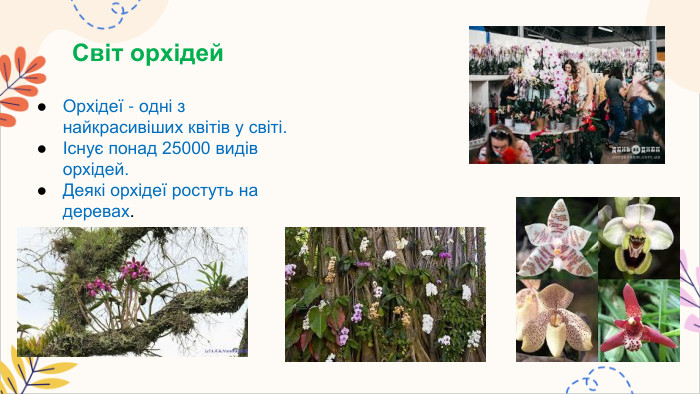 Світ орхідей. Орхідеї - одні з найкрасивіших квітів у світі.Існує понад 25000 видів орхідей. Деякі орхідеї ростуть на деревах.