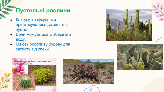 Пустельні рослини. Кактуси та сукуленти пристосувалися до життя в пустелі. Вони можуть довго зберігати воду. Мають особливу будову для захисту від спеки.