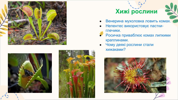 Хижі рослини. Венерина мухоловка ловить комах. Непентес використовує пастки-глечики. Росичка приваблює комах липкими краплинами. Чому деякі рослини стали хижаками?