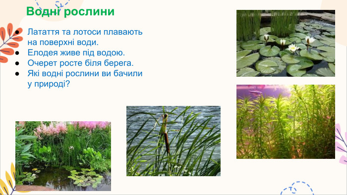 Водні рослини. Латаття та лотоси плавають на поверхні води. Елодея живе під водою. Очерет росте біля берега. Які водні рослини ви бачили у природі?