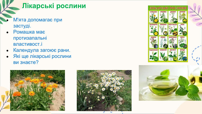 Лікарські рослини. М'ята допомагає при застуді. Ромашка має протизапальні властивост.іКалендула загоює рани. Які ще лікарські рослини ви знаєте?