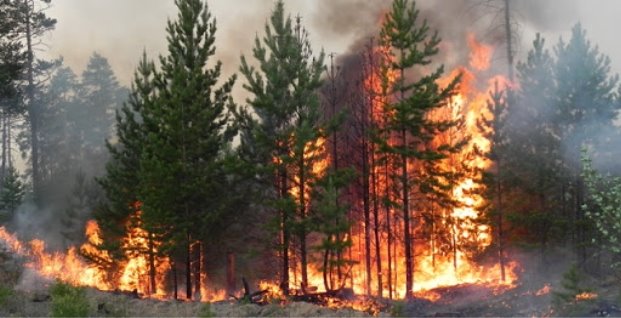 ПАМ'ЯТКА дотримання заходів пожежної безпеки під час відвідування лісових  масивів - Близнюківська РДА
