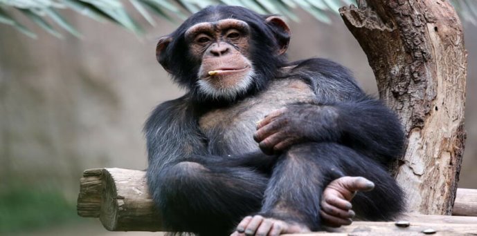 Картинки по запросу шимпанзе