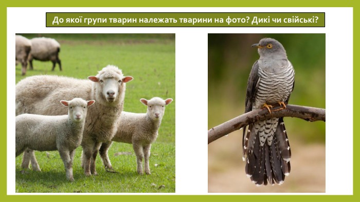 14.05.2026 До якої групи тварин належать тварини на фото? Дикі чи свійські?