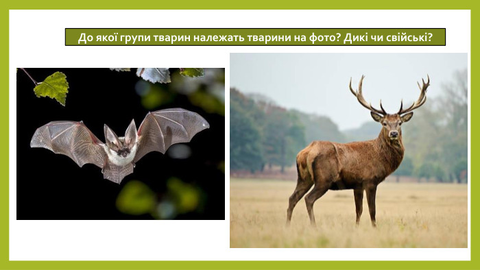 До якої групи тварин належать тварини на фото? Дикі чи свійські?