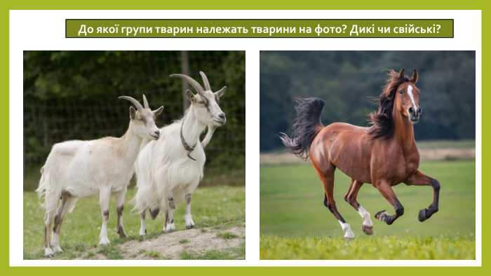 До якої групи тварин належать тварини на фото? Дикі чи свійські?