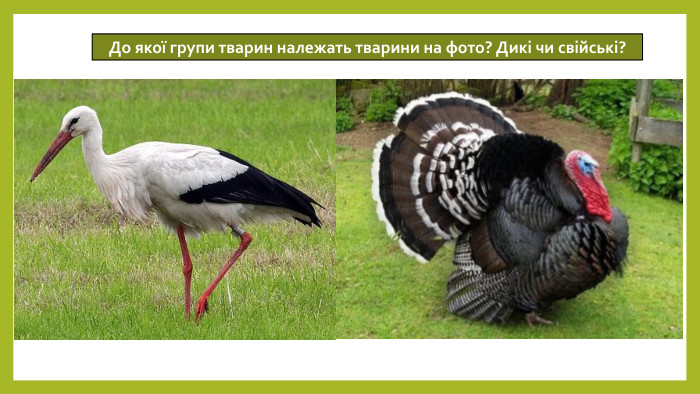 До якої групи тварин належать тварини на фото? Дикі чи свійські?