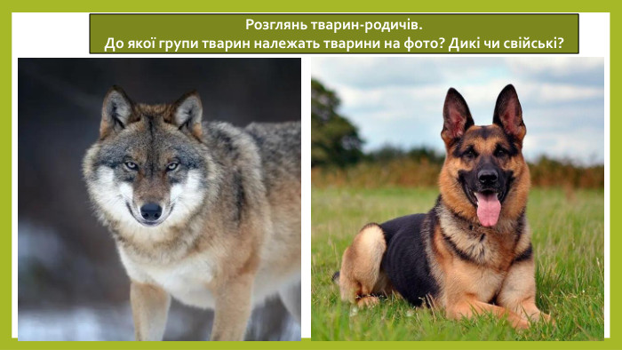 14.05.2026 Розглянь тварин-родичів. До якої групи тварин належать тварини на фото? Дикі чи свійські?