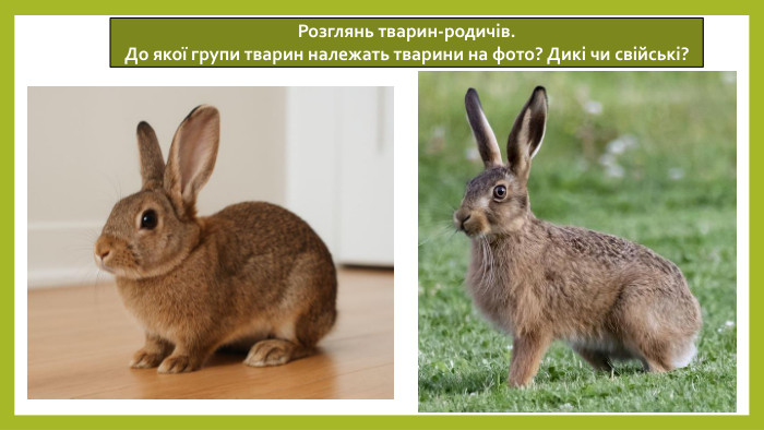 Розглянь тварин-родичів. До якої групи тварин належать тварини на фото? Дикі чи свійські?