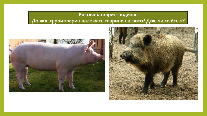 Розглянь тварин-родичів. До якої групи тварин належать тварини на фото? Дикі чи свійські?