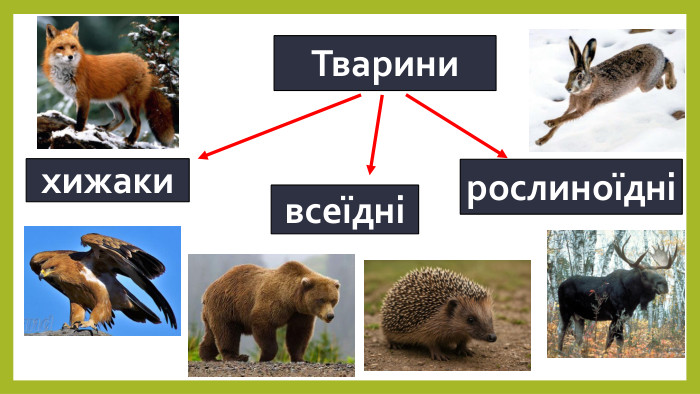 Тваринихижакирослиноїднівсеїдні