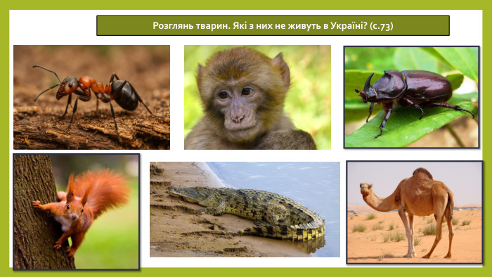 14.05.2026 СьогодніРозглянь тварин. Які з них не живуть в Україні? (с.73)