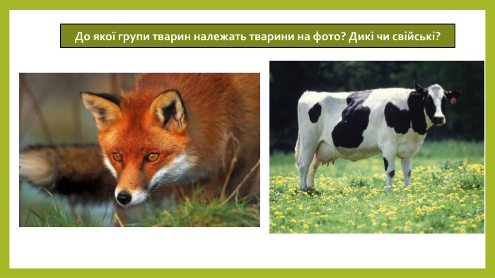 До якої групи тварин належать тварини на фото? Дикі чи свійські?