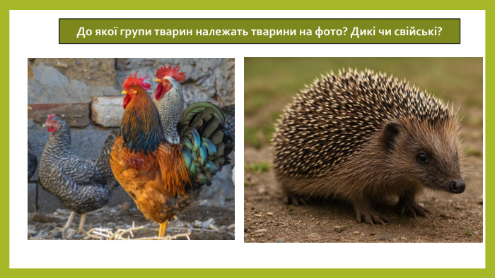 До якої групи тварин належать тварини на фото? Дикі чи свійські?