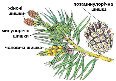 C:\Users\Julya\Desktop\Сегодня\будова гілки сосни.png